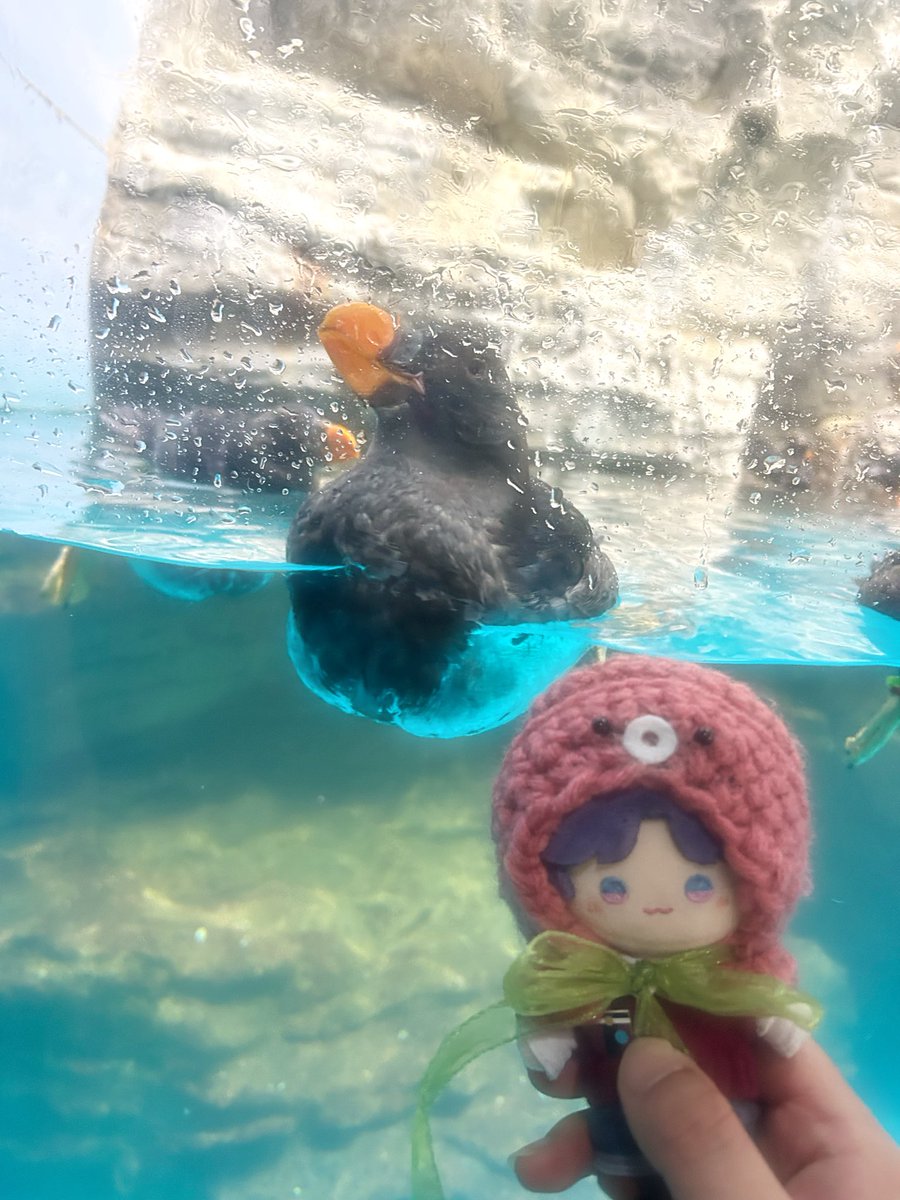 Jasmine_Citron_'s tweet photo. ホムラと水族館に行ったよ🐬🐟🫧
大水槽綺麗だった✨️
イワシの群れのライトアップのイベントやってて色んな色で綺麗だったよ🐟🫧
楽しかったね💕
近くで海鮮とかも食べたけど、大雨すぎて写真撮れず😭
またリベンジ行こ🔥
(1枚目のぬいちゃんの鮮明化のみAIに頼みました) https://t.co/USR5pBWsK0