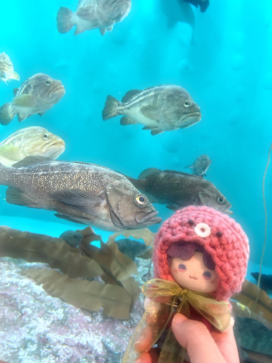 Jasmine_Citron_'s tweet photo. ホムラと水族館に行ったよ🐬🐟🫧
大水槽綺麗だった✨️
イワシの群れのライトアップのイベントやってて色んな色で綺麗だったよ🐟🫧
楽しかったね💕
近くで海鮮とかも食べたけど、大雨すぎて写真撮れず😭
またリベンジ行こ🔥
(1枚目のぬいちゃんの鮮明化のみAIに頼みました) https://t.co/USR5pBWsK0