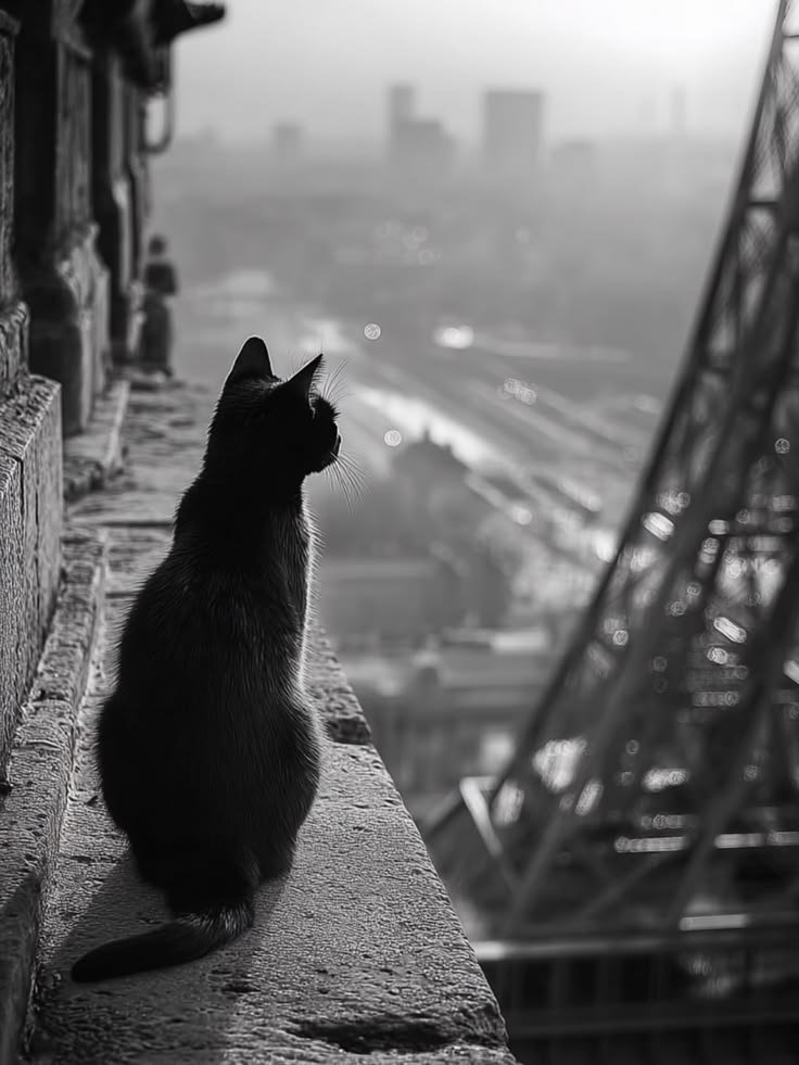 SassySiren79132's tweet photo. 🖤🖤🖤🖤
🐈‍⬛🐈‍⬛🐈‍⬛🐈‍⬛ https://t.co/iGZLO2XwIh