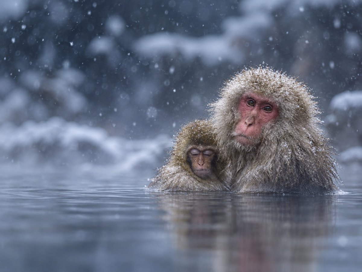 apelax_calm's tweet photo. 📢 FYI :

The northernmost monkeys on Earth
Japanese macaques (Macaca fuscata), better known as snow monkeys, are found only in Japan. No other non-human primate lives farther north. https://t.co/h9EdH0rG3N