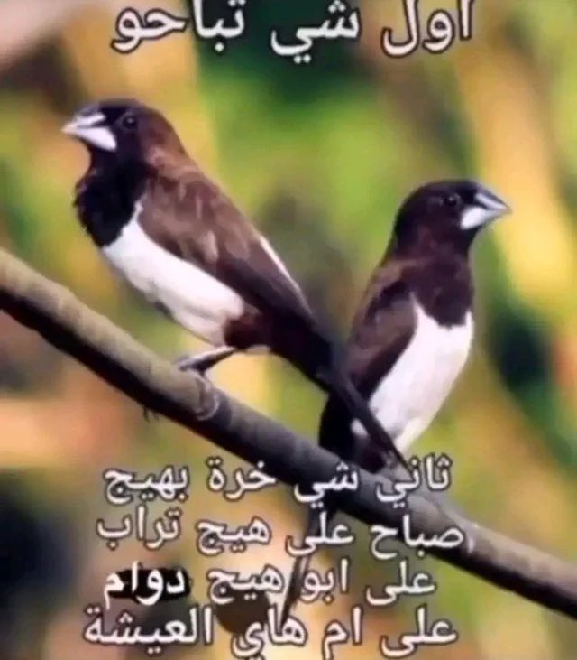 m69_as's tweet photo. @shahihaleeb_ https://t.co/fNFwGE6u0c