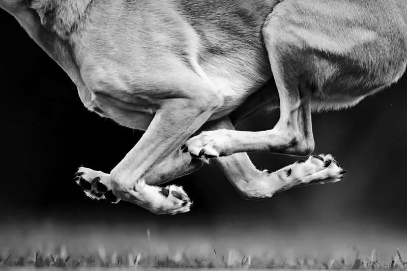Say_Chiz's tweet photo. Photos From the Dog Photographer of the Year 2026 Winners

Action: Anatomy of Speed by Jodie Grieve, Australia

Source: 121clicksdotcom

#photographylife #fyp #dog #photograhy https://t.co/V83XDBCiON
