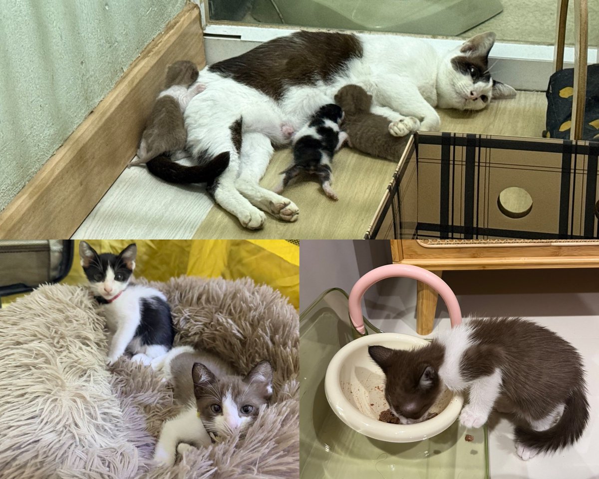 maevoa's tweet photo. แม่แมวที่พาจากคอนโดไปรอพักคลอดลูก ให้นมลูกดูแลอย่างดีมาเดือนครึ่ง ตอนนี้ลูก 3 ตัวแยกย้ายไปเป็นคุณหนูคุณนายกันหมด แม่แมวยังไม่มีบ้านให้ไปเลย

ฝากแชร์หาคนใจดีรับแม่แมวหน้าตาน่ารักเข้าบ้านหน่อยได้ไหมคะ ทักมาคุยกันได้เลย https://t.co/JgBZjgpLtt