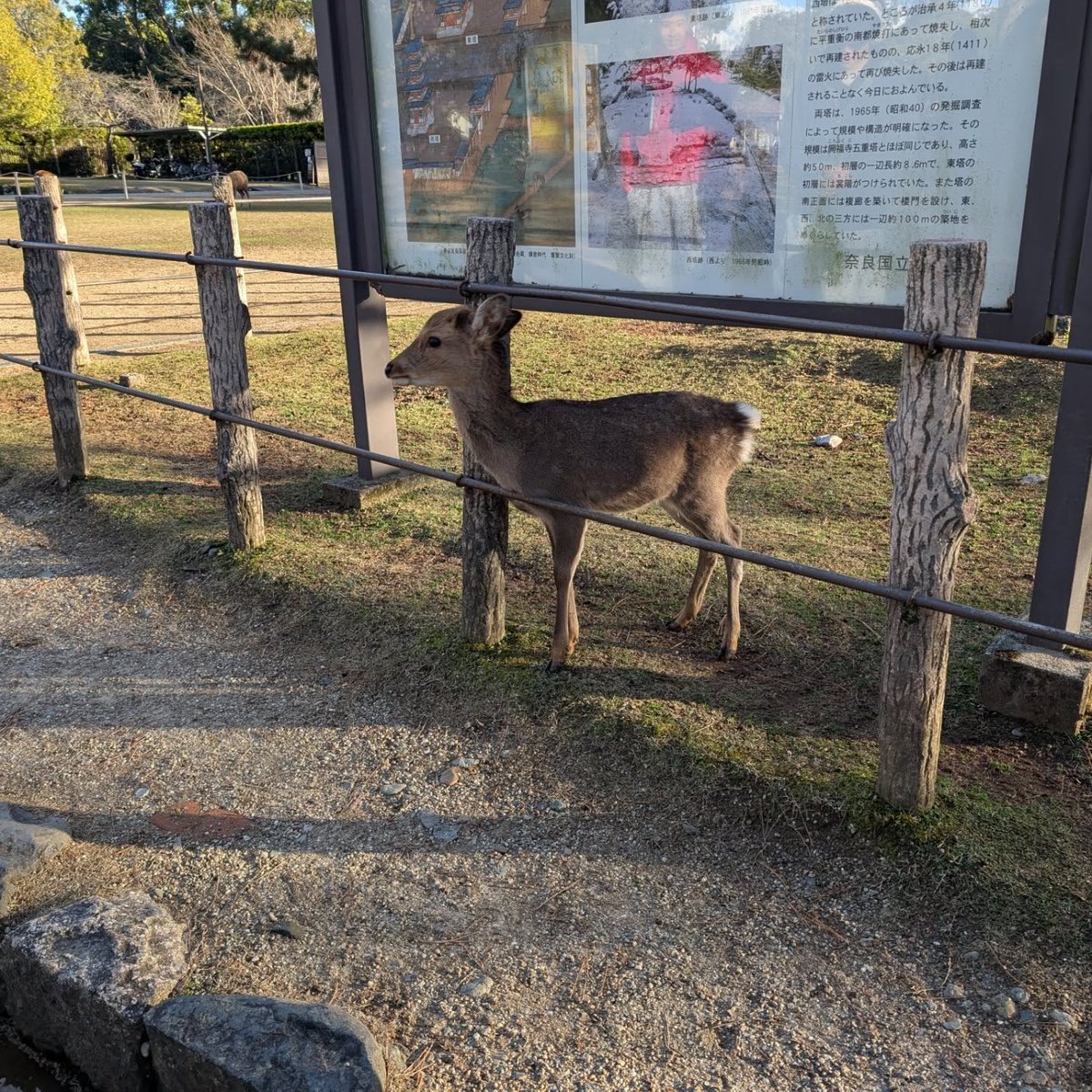 alloryC057432's tweet photo. Nara Park, Japan: where ancient temples, free-roaming deer, and peaceful scenery come together. https://t.co/qF94CwClBa