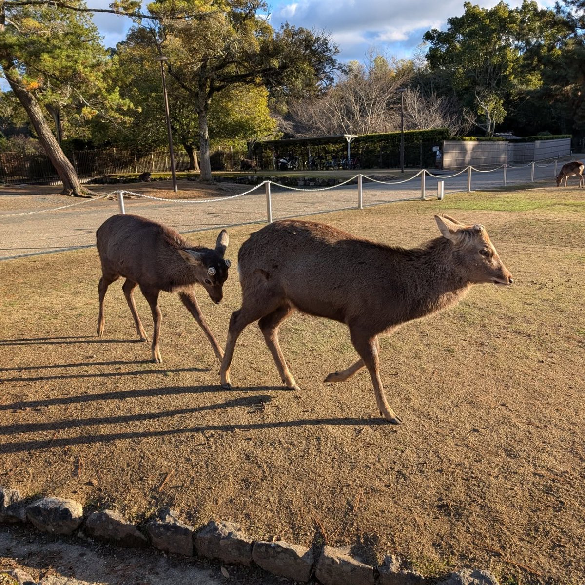 alloryC057432's tweet photo. Nara Park, Japan: where ancient temples, free-roaming deer, and peaceful scenery come together. https://t.co/qF94CwClBa