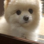 Photo by ポコ🐶🐾🐾🍀 (@poko_0103)