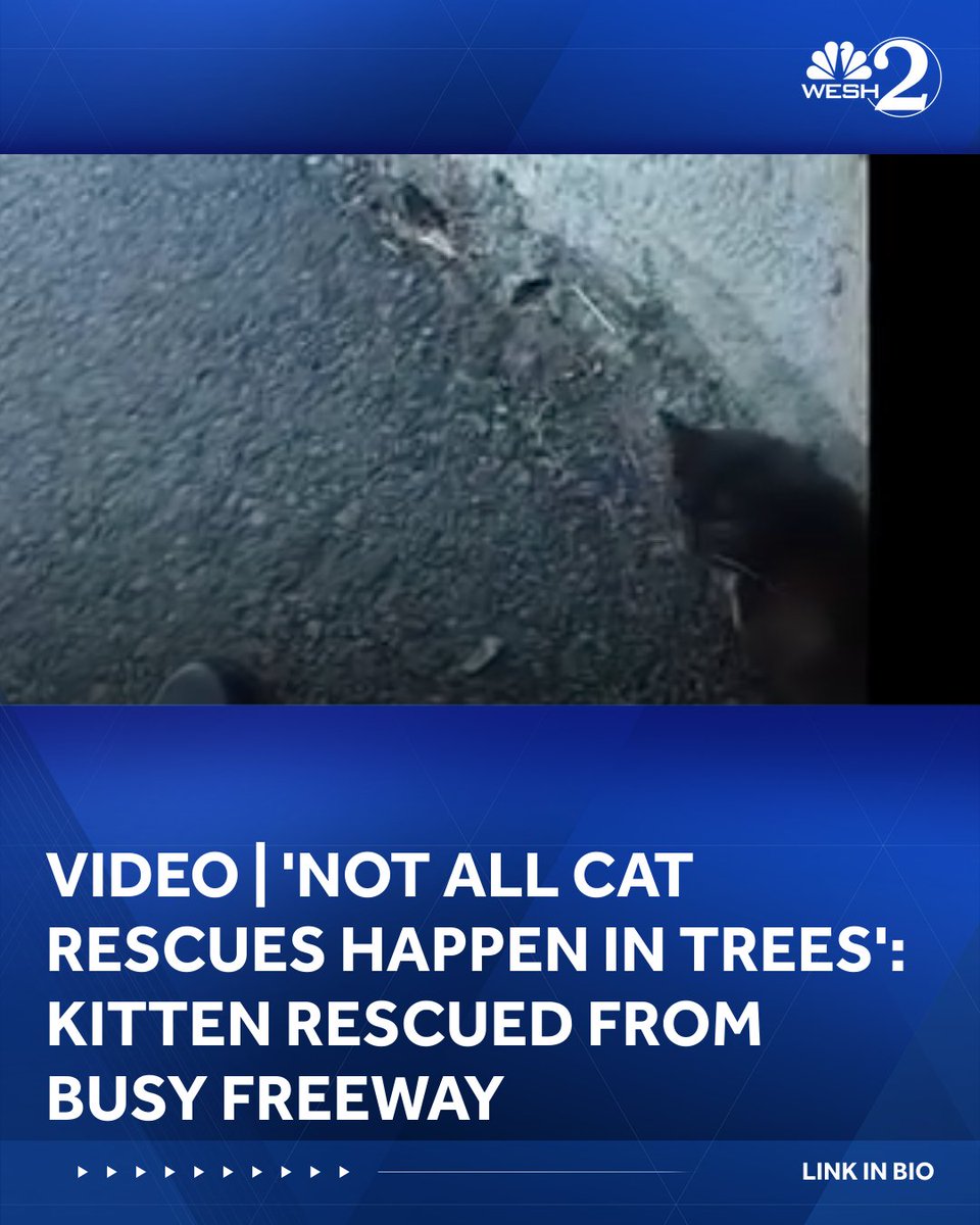 WESH's tweet photo. VIDEO | 'Not all cat rescues happen in trees': Kitten rescued from busy freeway  | LINK IN BIO https://t.co/64ea4xV4ne