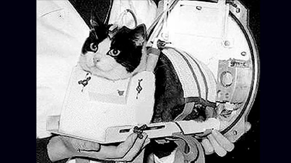 Donpach_gon's tweet photo. 🐶犬のライカな
フェリセットという宇宙飛行猫も居た
この子は無事帰還を果たし
身体を調べるために解剖され亡くなった😿

もう軍用とか科学発展とかくそどうでもいいんだよ勝手なことやめろクズ人間ども https://t.co/OPvsXdRovO