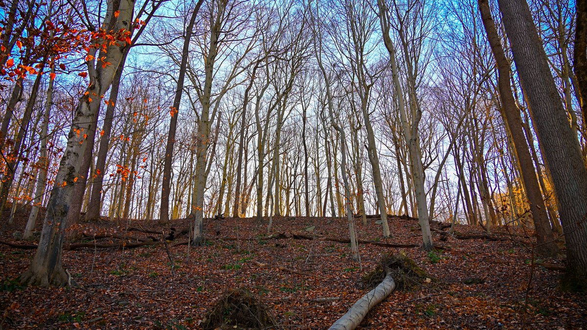 DavisIBMedin0EB's tweet photo. A winter day at Patapsco Valley State Park. https://t.co/xvR5tYdSwp