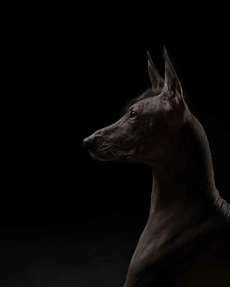 Say_Chiz's tweet photo. Photos From the Dog Photographer of the Year 2026 Winners

Studio: Between Worlds by Nadia Itani, United States

Source: 121clicksdotcom

#photographylife #fyp #dog #photograhy https://t.co/tHclJCgZkS