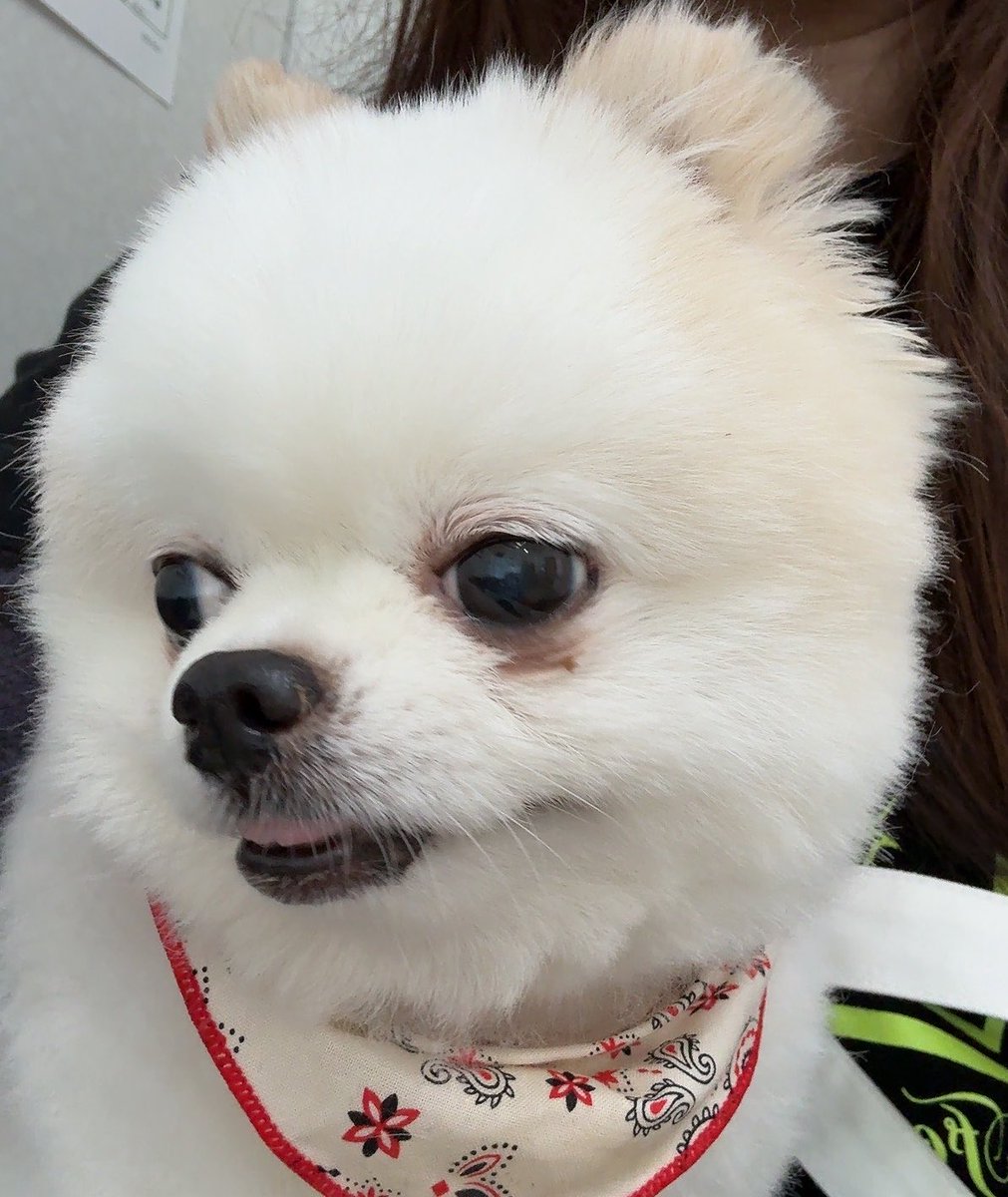 YU_INA0916's tweet photo. この勢いに乗ってうちの獅子丸見てーw https://t.co/44fTdNBVlP