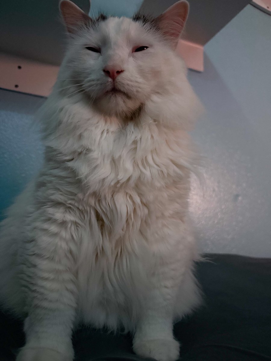 bjornthecymric's tweet photo. he meowed in my face and is now looking at me like this. it’s 1am dude https://t.co/0wbjxHsjho