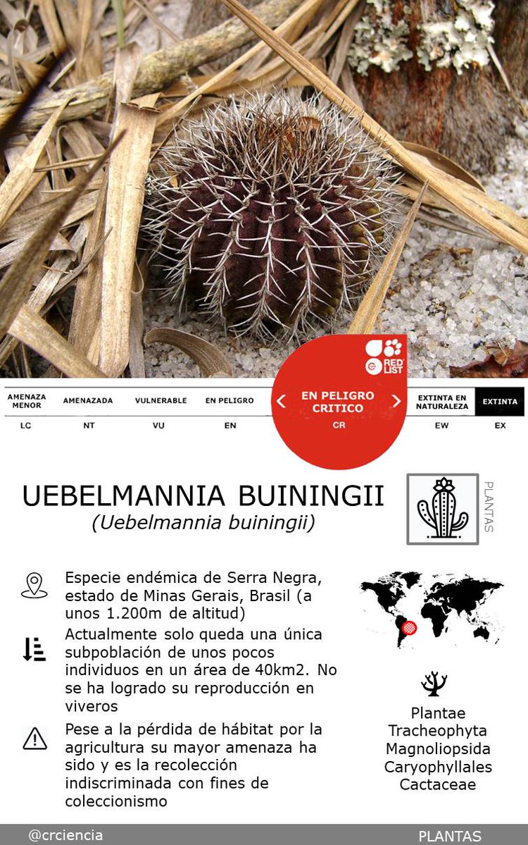 CRCiencia's tweet photo. SEXTA EXTINCIÓN
Uebelmannia buiningii (Uebelmannia buiningii) Brasil
#SextaExtincion #Botanica #ListaRoja https://t.co/7PRnlndwEs