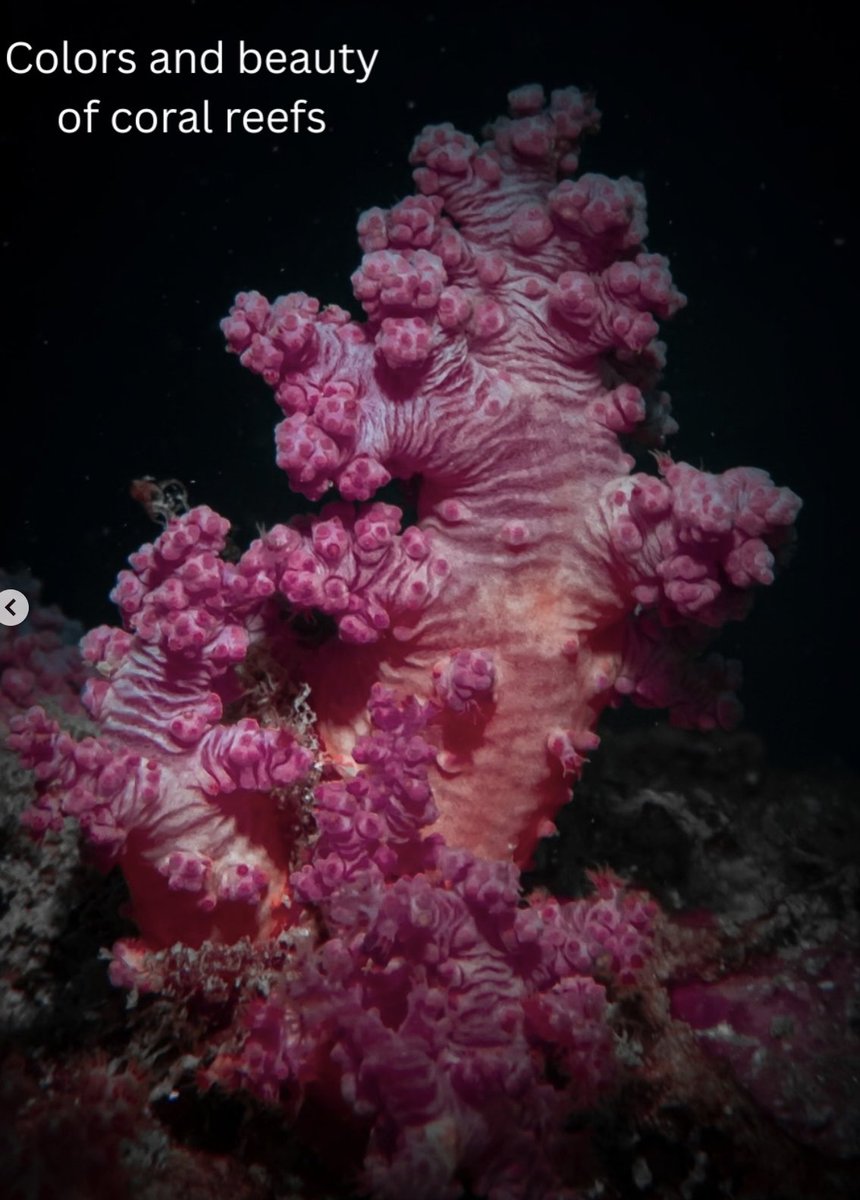 diveSSI's tweet photo. The ocean holds endless worlds to explore. 🌊 Which would you choose for your next dive?

🐌 Macro critters
🪸 Vibrant coral reefs
🦈 Peaceful marine life
🐋 Ocean giants

Tell us your pick below! 👇

#WeAreSSI #ScubaDiving #OceanExploration https://t.co/Rt3ITabPT8