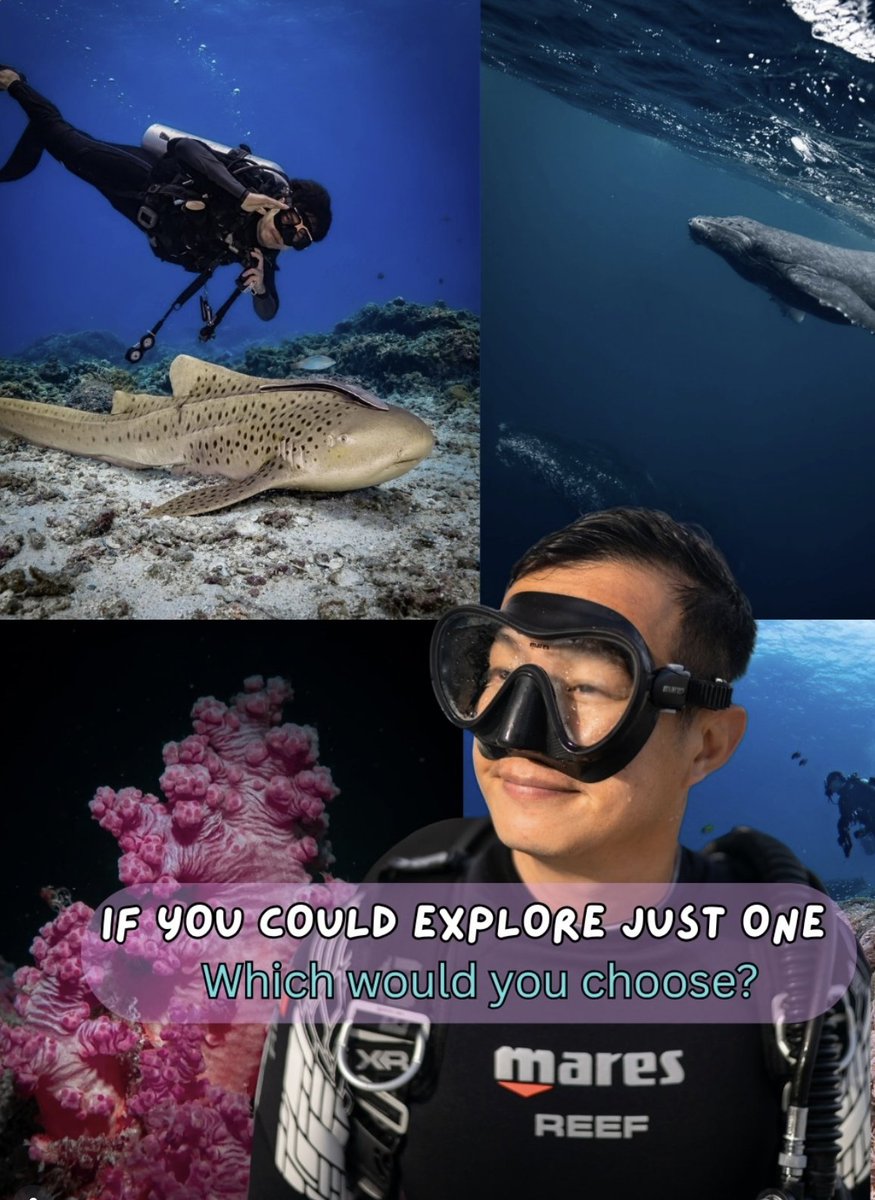 diveSSI's tweet photo. The ocean holds endless worlds to explore. 🌊 Which would you choose for your next dive?

🐌 Macro critters
🪸 Vibrant coral reefs
🦈 Peaceful marine life
🐋 Ocean giants

Tell us your pick below! 👇

#WeAreSSI #ScubaDiving #OceanExploration https://t.co/Rt3ITabPT8