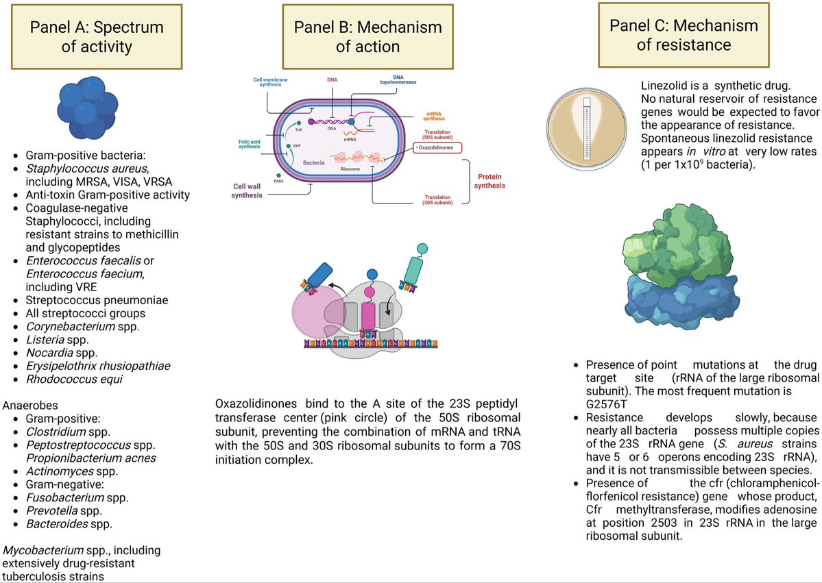 infeccHRUmalaga's tweet photo. REVISION @ESCMID📚infecciones #Staphylococcus👉#LINEZOLID🆚#TEDIZOLID
Más experiencia👴🏻LINE pero más #Efectos2ios (hematologicos🩸, neuropatia…) e #interacciones
Si ins renal➕#trombopenia LINE
RECOMENDACIÓN💡:niveles LINE(#TDM) algunas ocasiones📸👇🏻
🔗🆓https://t.co/N1VwpP8sON https://t.co/4490C6Afv9