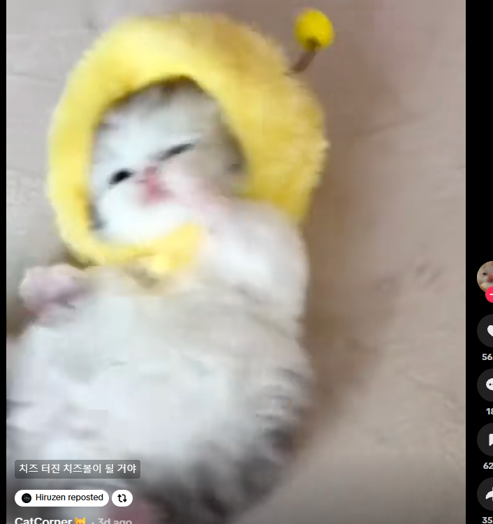 ZzzzzzzzzSol's tweet photo. There is a cute cat going viral on tiktok 

https://t.co/dl3COcOGcs

they calling him beecat 

this has to be the cutest shit ive ever seen https://t.co/AKkxmEOAik