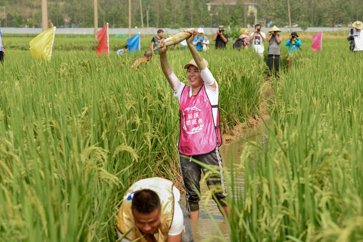 HunanTimes's tweet photo. Beautiful Hunan丨It’s autumn harvest time, and the rice paddies of Chenxi County, Huaihua, are buzzing with excitement as a rice-paddy fish event kicks off. Visitors wade right into the fields to try their hand at catching fish—chasing them through the mud and water and soaking up all the down-to-earth fun the countryside has to offer.（摄影：万红、刘莉、张昌六、李满君）
#Hunan #AutumnVibes  #China #Scenery
