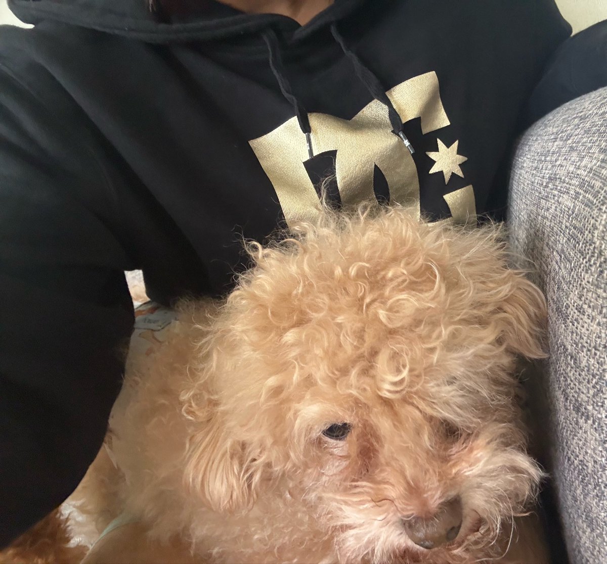 pusssuy's tweet photo. いぬ https://t.co/AflEImntBt