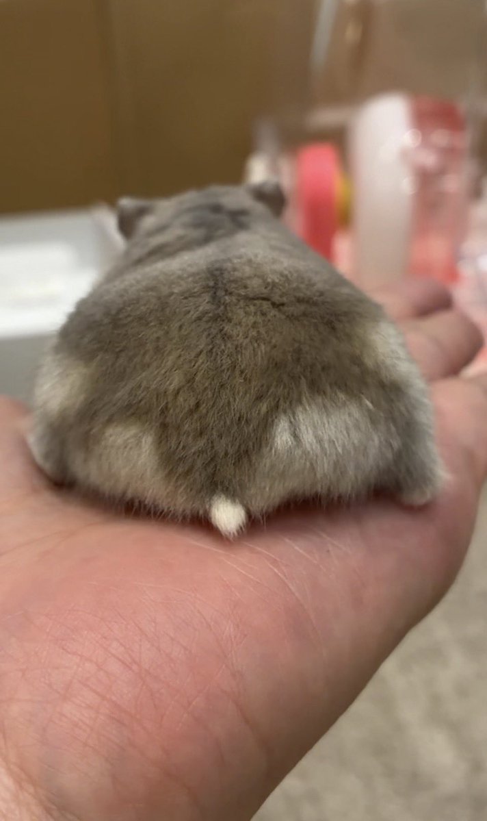 manmaruham's tweet photo. 🐹ふわふわハムけつ😆🩷✨✨ https://t.co/HMzra6gJ7V