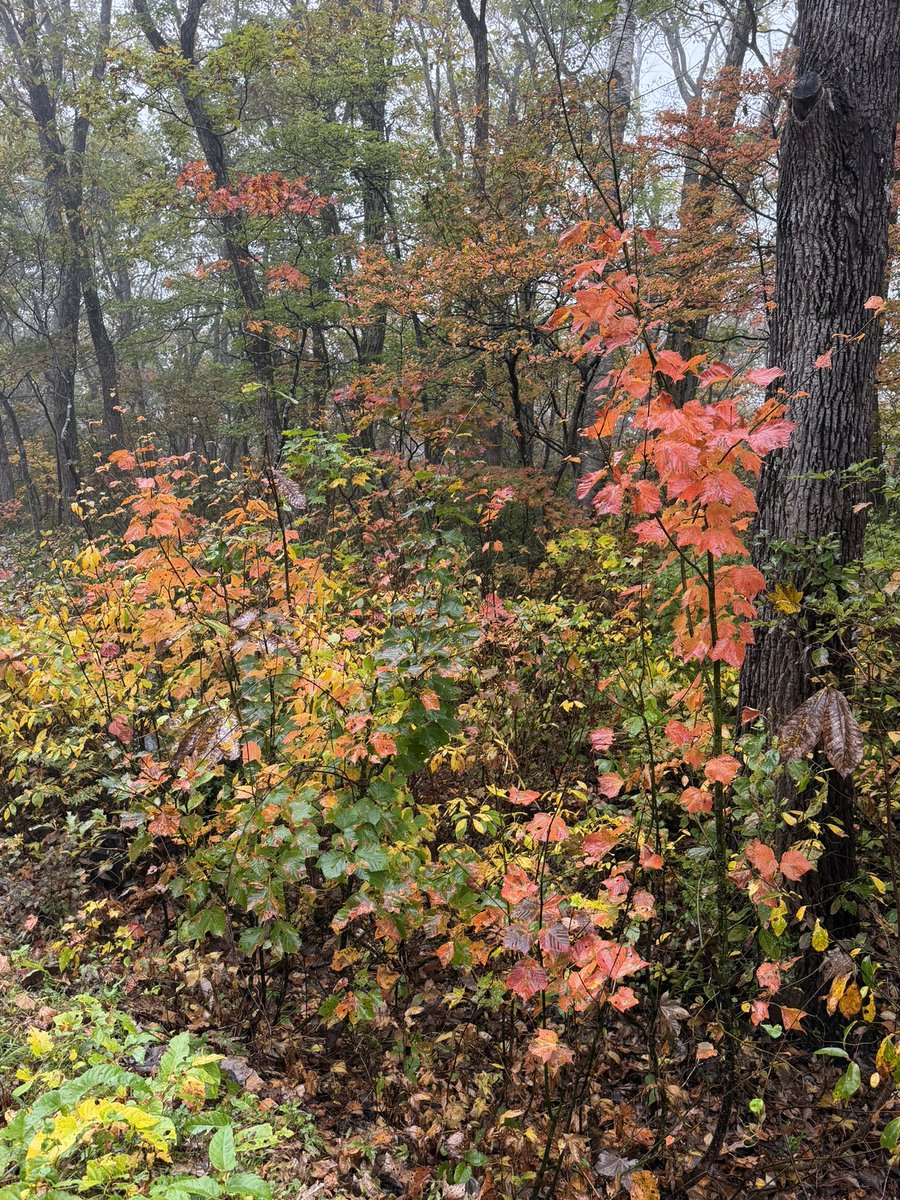 gravity808's tweet photo. 蔵王は紅葉🍁が始まってます、キレイ😍
#蔵王 #紅葉 #蔵王エコーライン https://t.co/XrXdTIbOzf