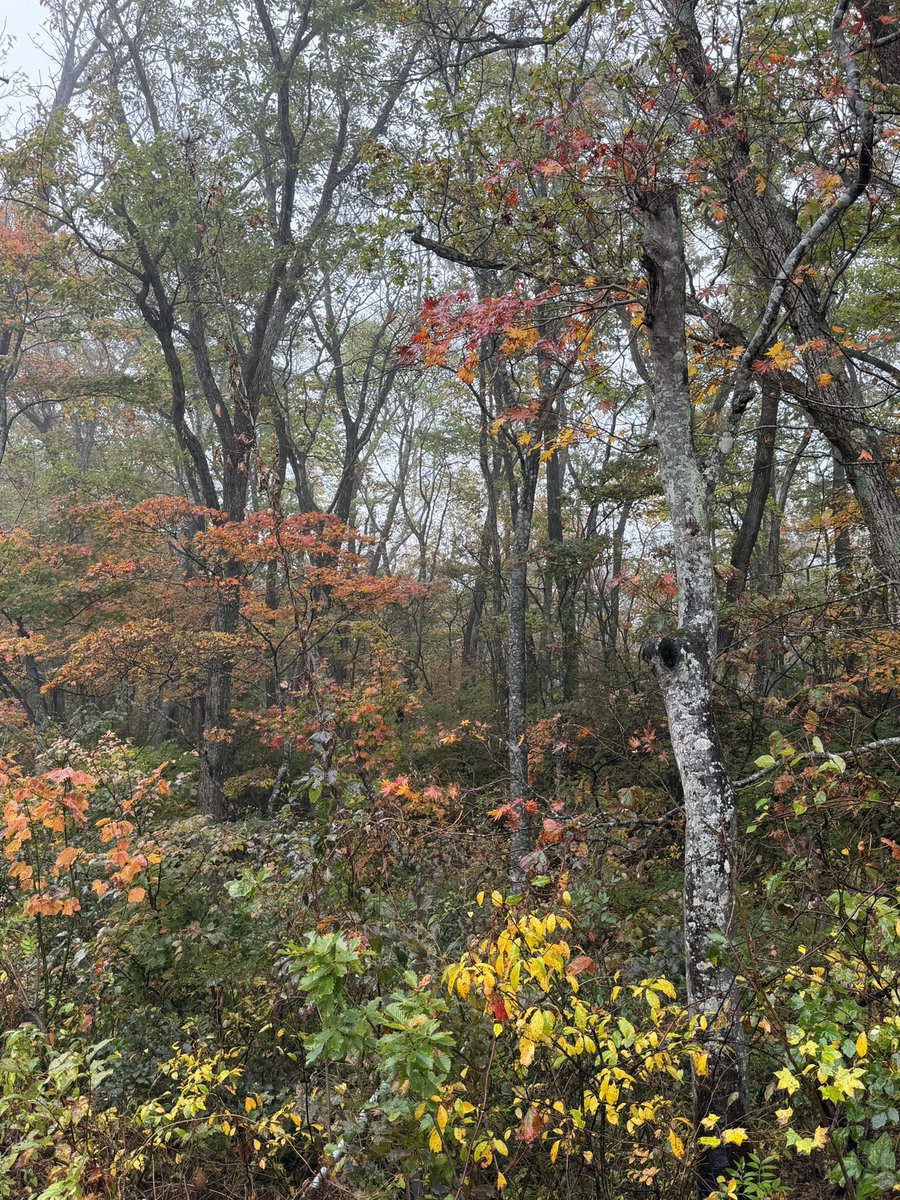 gravity808's tweet photo. 蔵王は紅葉🍁が始まってます、キレイ😍
#蔵王 #紅葉 #蔵王エコーライン https://t.co/XrXdTIbOzf