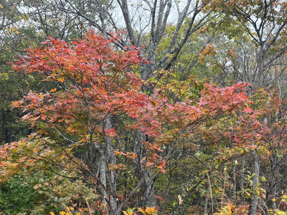gravity808's tweet photo. 蔵王は紅葉🍁が始まってます、キレイ😍
#蔵王 #紅葉 #蔵王エコーライン https://t.co/XrXdTIbOzf