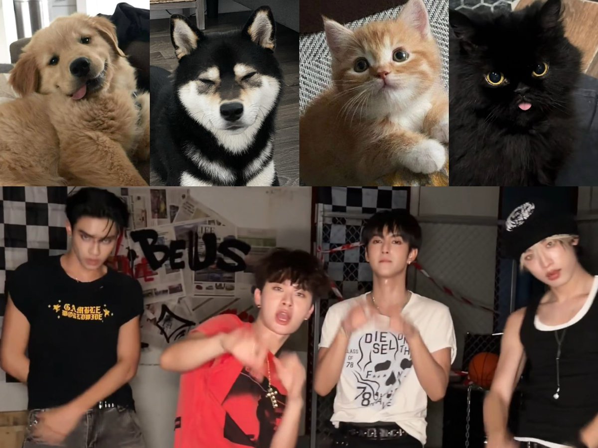 jinsoriii's tweet photo. 🐶                    🐕                     🐱                     🐈‍⬛ https://t.co/uZW44hKNTJ