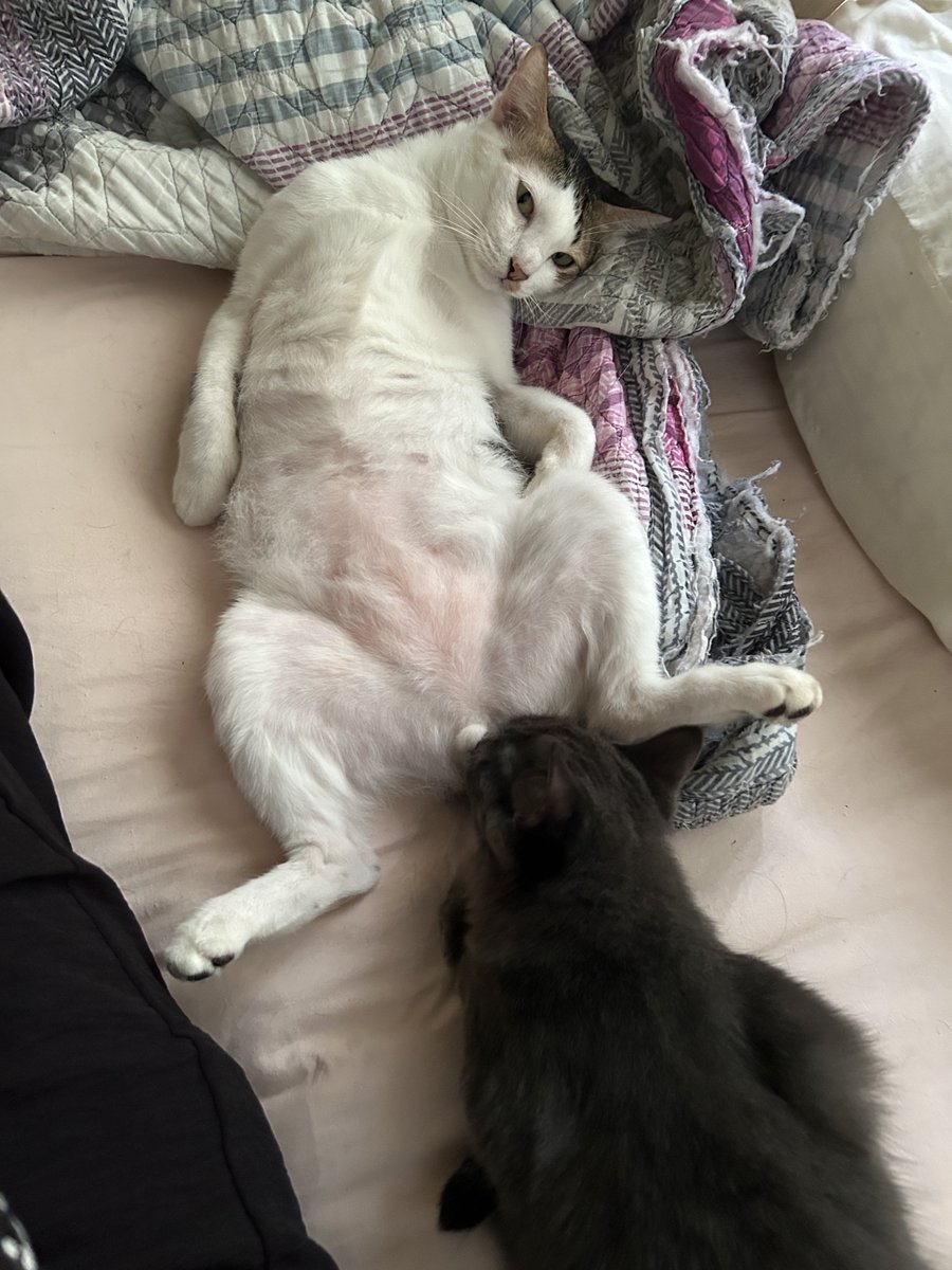 yemmeow's tweet photo. Makin rosak akhlak kucing kat rumah ni https://t.co/TzUeSdPT9G