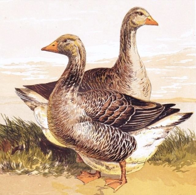 YoBorg's tweet photo. Today is Quintidi the 5th of Brumaire in the year 235.
Brumaire is the month of mist.
Today we celebrate geese. 
#JacobinDay 

[See today's page]
(https://t.co/vO1CdZUFk4) https://t.co/sXRfPyFgFn