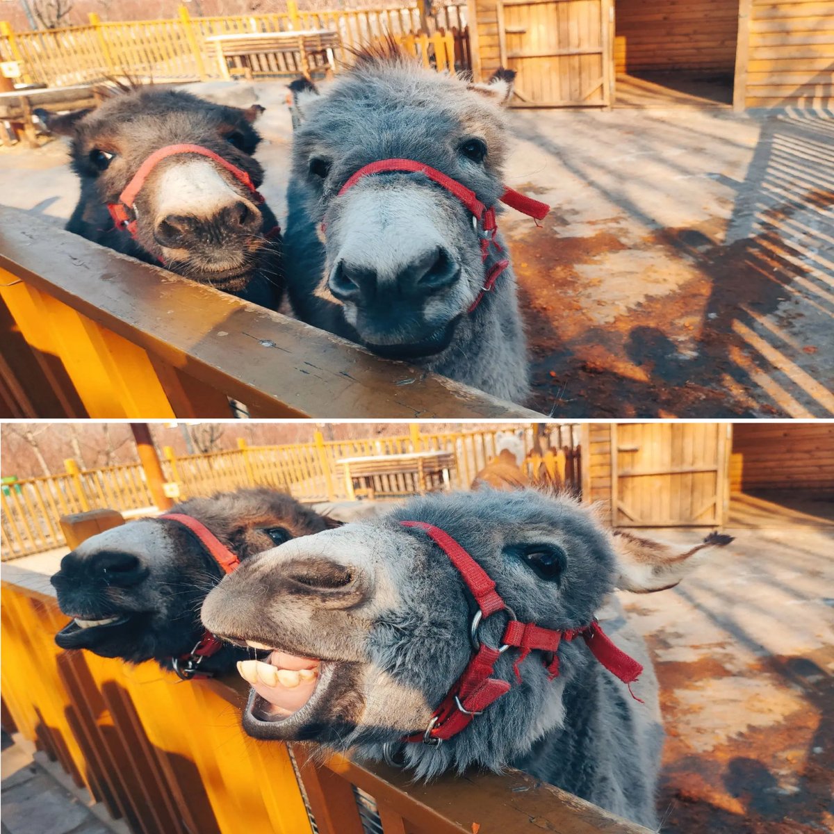 naturelife_ok's tweet photo. little donkeys are looking at their owner over a wooden fence. https://t.co/h48g6zC1Y4