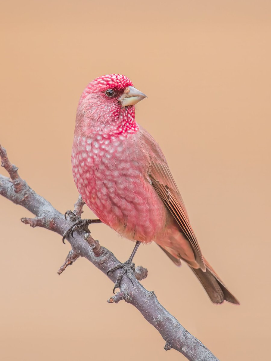 ZahranCR's tweet photo. Feathered beauties from Gul-e-Gulmit 🇵🇰

Greater Rosefinch, White Winged Redstart, Hill Pigeon &amp; Horned Lark https://t.co/awXJzAHiAe