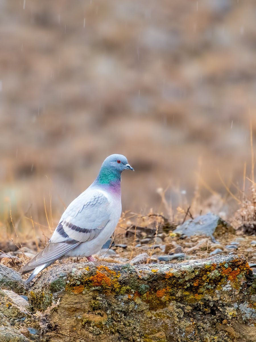 ZahranCR's tweet photo. Feathered beauties from Gul-e-Gulmit 🇵🇰

Greater Rosefinch, White Winged Redstart, Hill Pigeon &amp; Horned Lark https://t.co/awXJzAHiAe