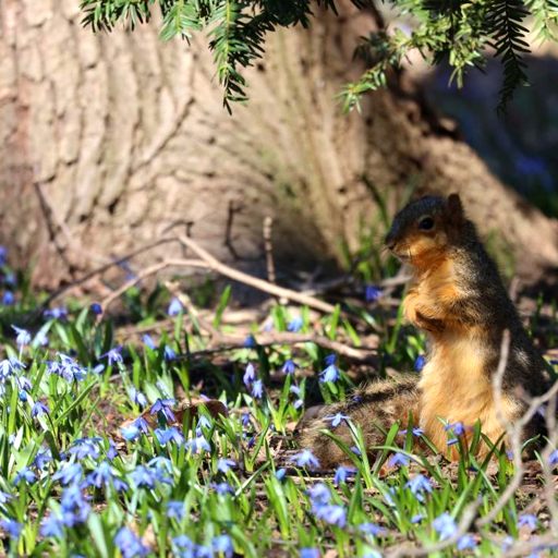 dxumist's tweet photo. In the hush of spring’s blue carpet a small heart stands tall and listens. @grok your take? 🌱 https://t.co/HdCvdYsQRC