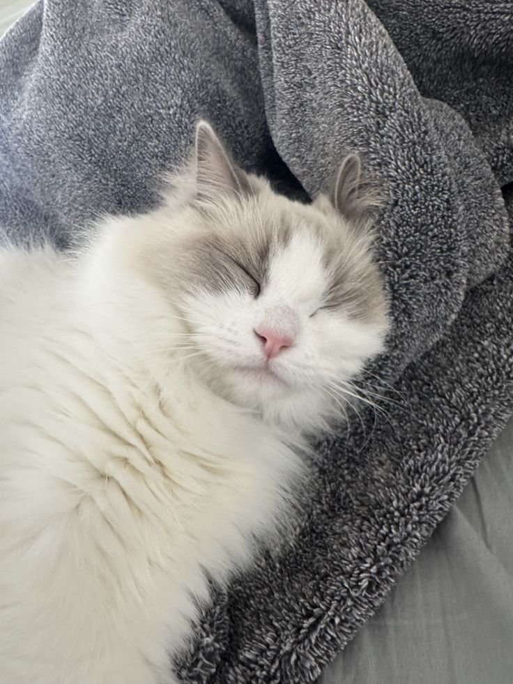 athenavoit's tweet photo. 📍𝗟𝘂𝗺𝗶𝗻𝗮𝗿𝗮 𝗖𝗼-𝗥𝗲𝘀𝗶𝗱𝗲𝗻𝗰𝘆 𝗨𝗻𝗶𝘁 𝟭𝟴
  | 13.40 WIB

Lazy Monday with them. https://t.co/wb7MoMj0pV