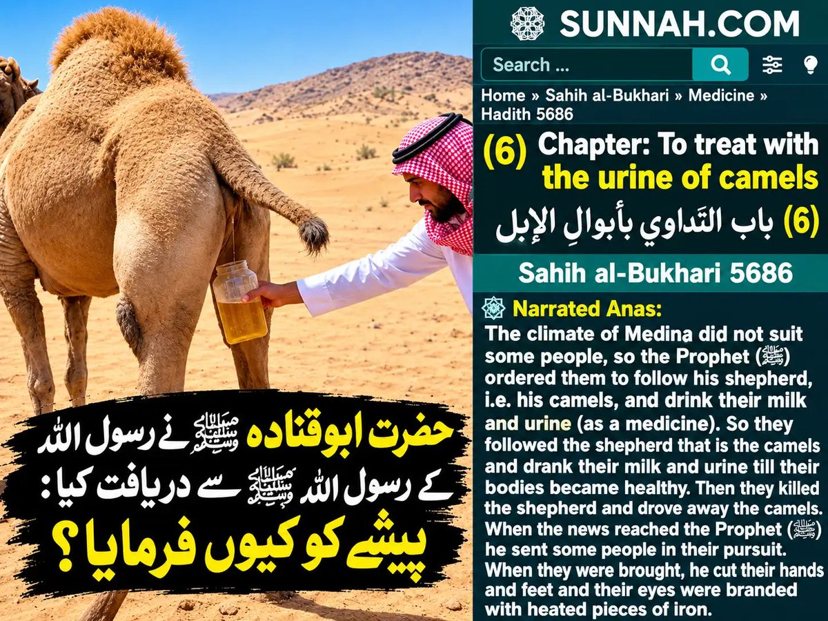 ZafarHeretic's tweet photo. Prophet Muhammad (SWS) prescribed camel urine 🤲 https://t.co/uPlQ3IJOZZ