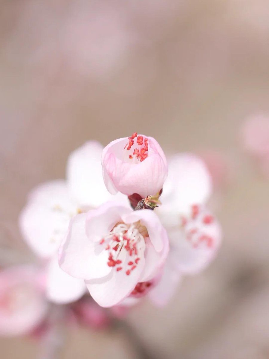 M09477742's tweet photo. [窍藕河]の春の風が、柔らかな花びらを運んでくる。 https://t.co/IovjiGvR8B