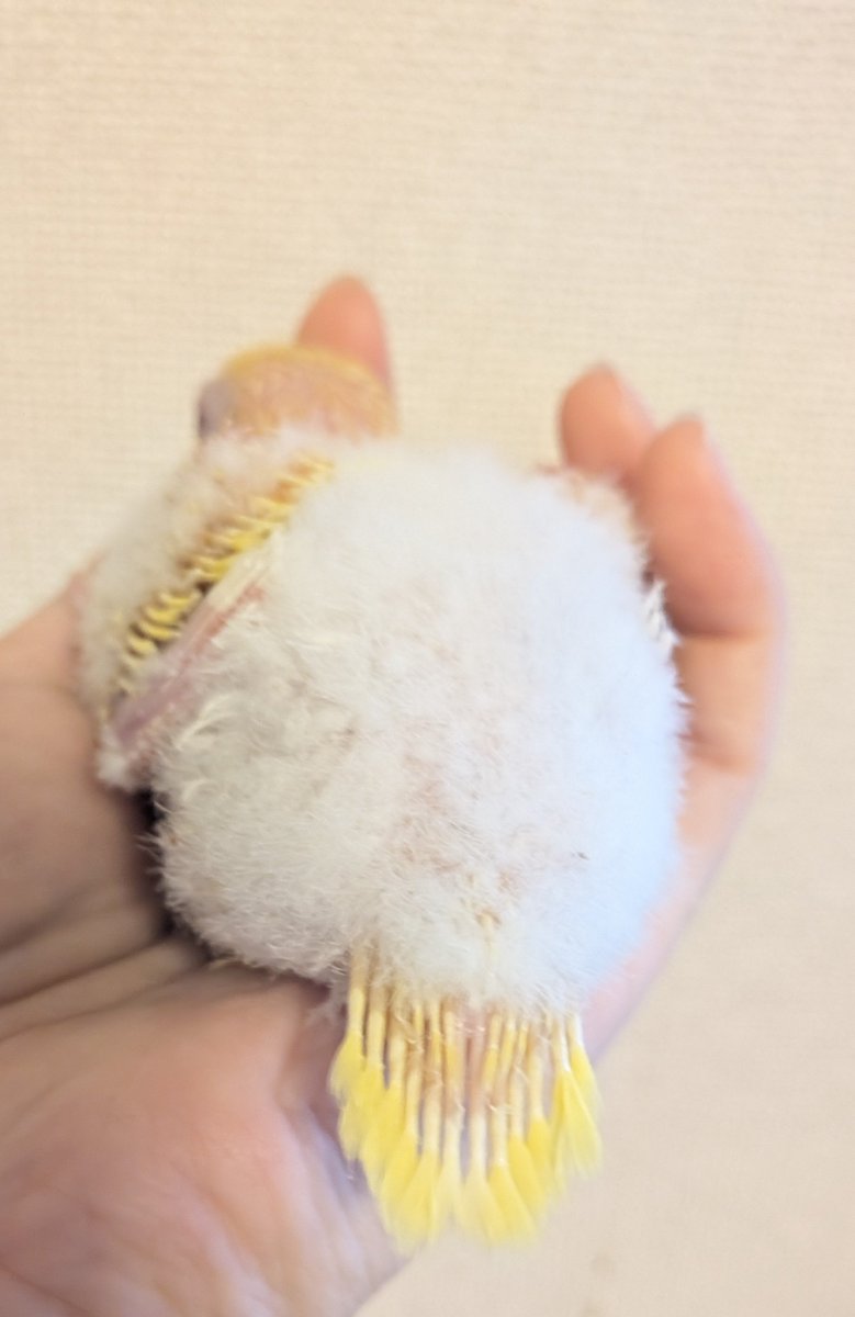 P_C_LEON's tweet photo. ぷりぷりエビちりぷりお🍤
 #オキナインコ https://t.co/SIlA90AItP