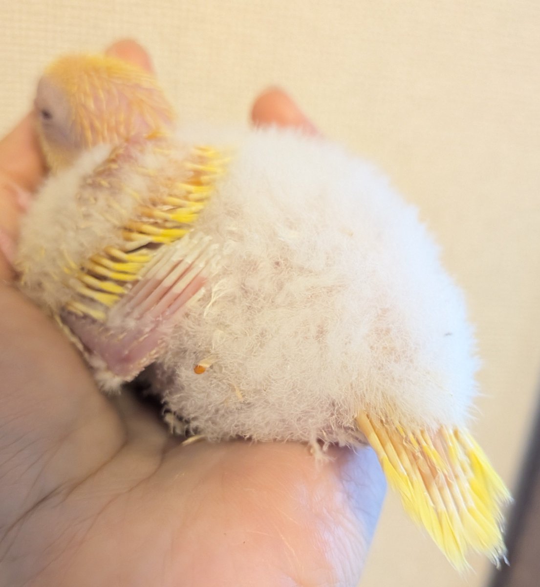 P_C_LEON's tweet photo. ぷりぷりエビちりぷりお🍤
 #オキナインコ https://t.co/SIlA90AItP
