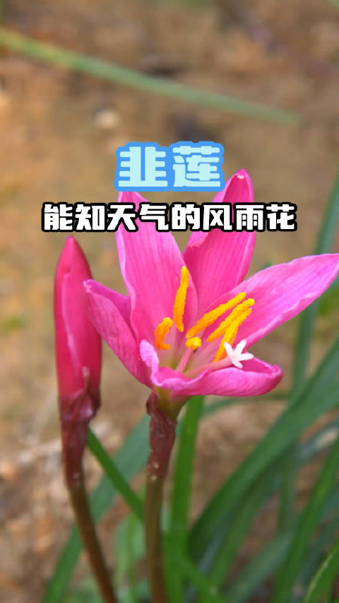 iuYnl3ULTzg7ohM's tweet photo. [今日は美しいバラの空に、ちょっと変わったニラの匂いが混じってる！]， https://t.co/b66Ik4lwWr