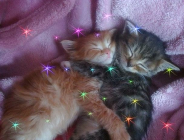 PostofcatsX's tweet photo. https://t.co/y94VL7OFgz