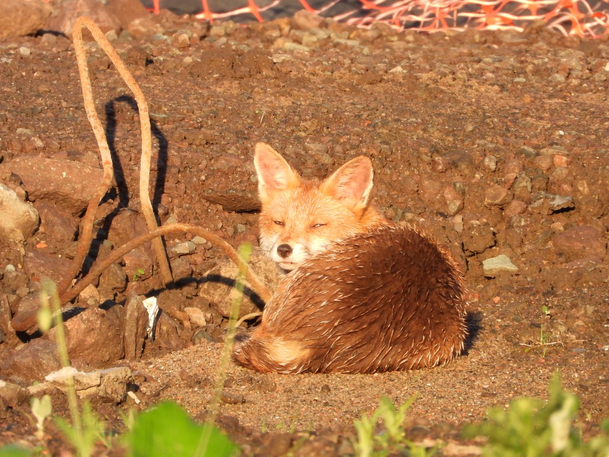 dBwarro's tweet photo. #FoxOfTheDay https://t.co/ciLPnSp9BM