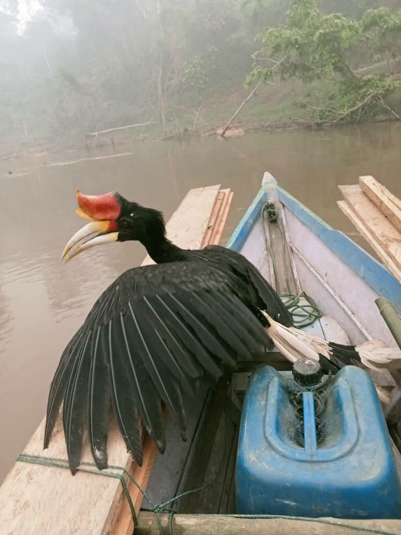indepenSumatera's tweet photo. Yaa allah kasian nya akibat kebakaran hutan dan kabut asap tebal, sampai kada bisa terbang🥺

Ini foto diambil saat burung ini singgah dan ga bisa terbang sama sekali https://t.co/RomeCdNa0k
