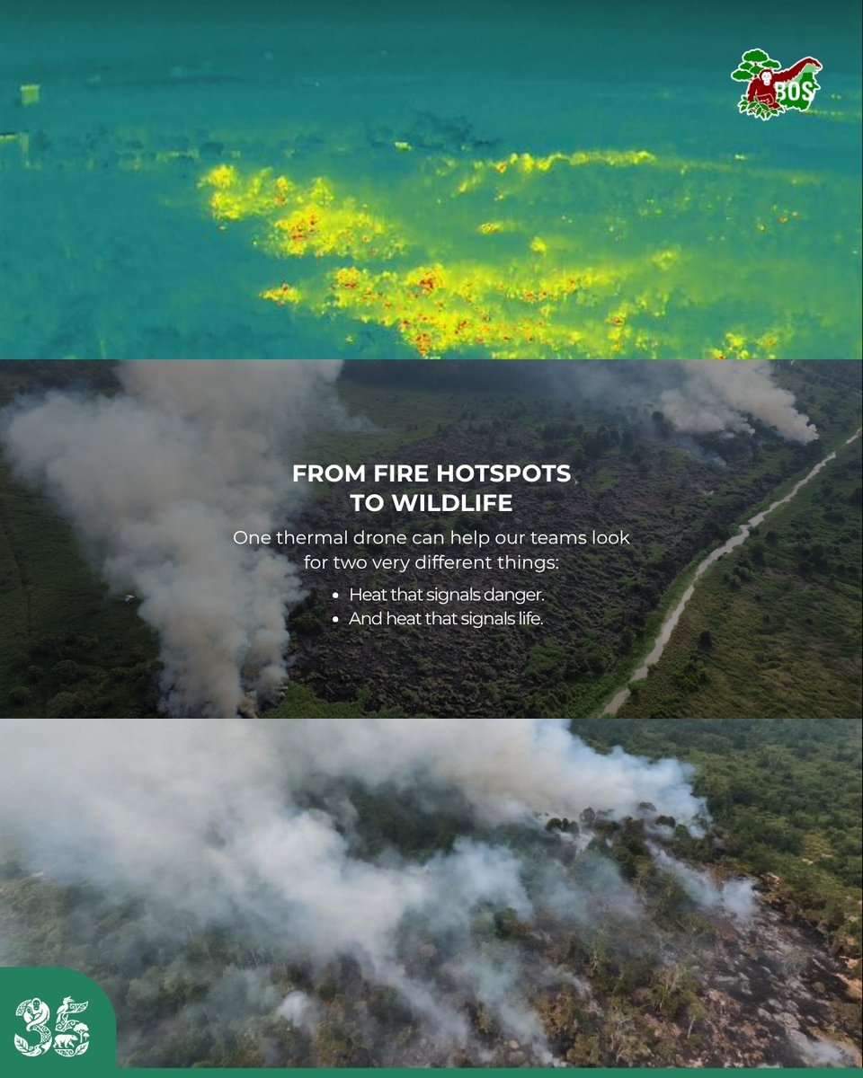 bornean_OU's tweet photo. SEE THE HEAT. UNDERSTAND THE FOREST.

From detecting potential fire hotspots to helping locate orangutans in the canopy, thermal technology gives our teams a different way to see what’s happening in the forest.

Because sometimes, you have to see beyond what your eyes can see. https://t.co/qHY4NiCCYO