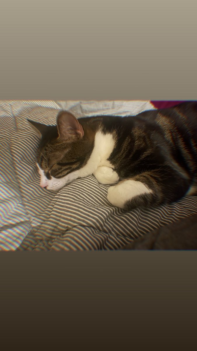MarvinYodaa's tweet photo. Morning? 
#cat https://t.co/LTnblXPErT