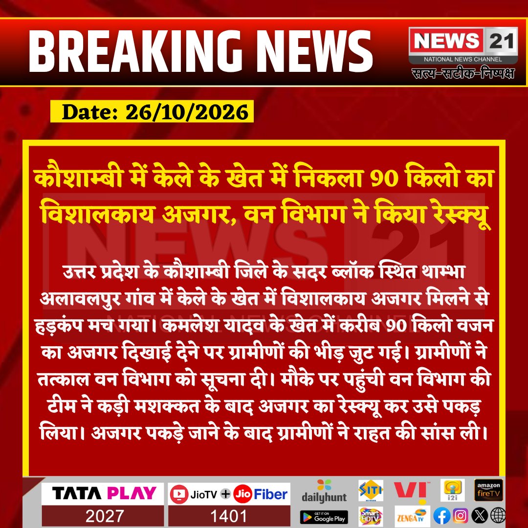news21national's tweet photo. कौशाम्बी में केले के खेत में निकला 90 किलो का विशालकाय अजगर, वन विभाग ने किया रेस्क्यू
#Kaushambi #PythonRescue #GiantPython #ForestDepartment #SnakeRescue #UttarPradeshNews #KaushambiNews #WildlifeRescue #BreakingNews #HindiNews #News21 #News21National https://t.co/bTd0HPbzn2