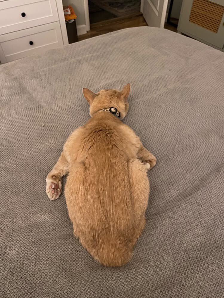Ard_en6's tweet photo. My cat doesn’t loaf, he… turkeys? https://t.co/SW93utAJRS