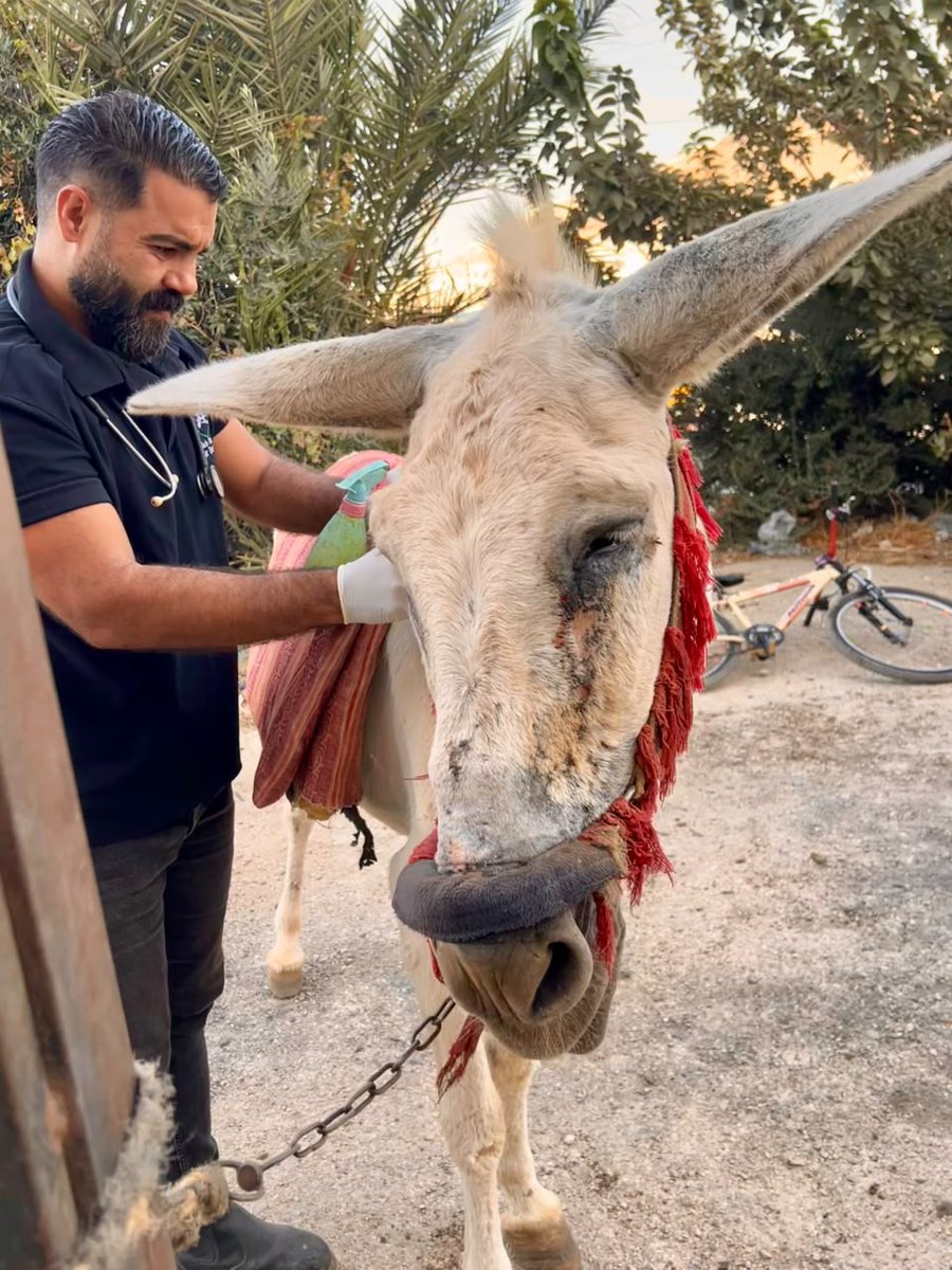 safehaven4donks's tweet photo. 💔A painful wound. A chance to heal
⛑️Our team treated this donkey’s bite wound at Nablus animal market in the West Bank, providing pain relief &amp; supplies for ongoing care🙏
🚨 We rely entirely on donations. 🫵Please help us reach more animals in pain:
🔗  https://t.co/xrHovB8xi0 https://t.co/jGCsdrsIep