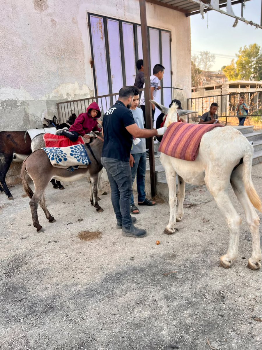safehaven4donks's tweet photo. 💔A painful wound. A chance to heal
⛑️Our team treated this donkey’s bite wound at Nablus animal market in the West Bank, providing pain relief &amp; supplies for ongoing care🙏
🚨 We rely entirely on donations. 🫵Please help us reach more animals in pain:
🔗  https://t.co/xrHovB8xi0 https://t.co/jGCsdrsIep