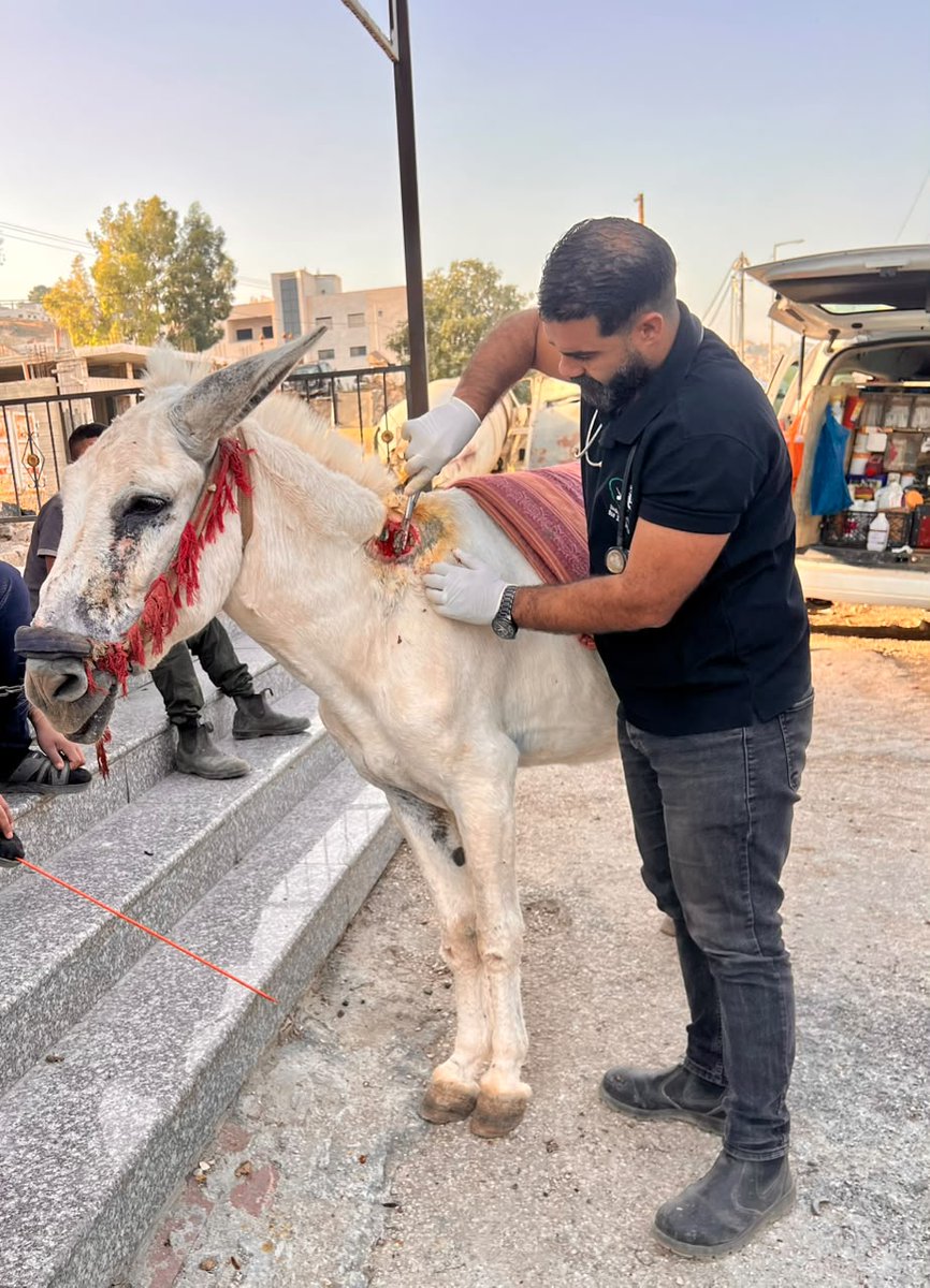 safehaven4donks's tweet photo. 💔A painful wound. A chance to heal
⛑️Our team treated this donkey’s bite wound at Nablus animal market in the West Bank, providing pain relief &amp; supplies for ongoing care🙏
🚨 We rely entirely on donations. 🫵Please help us reach more animals in pain:
🔗  https://t.co/xrHovB8xi0 https://t.co/jGCsdrsIep